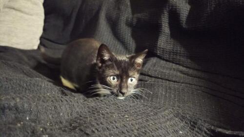 Pounce