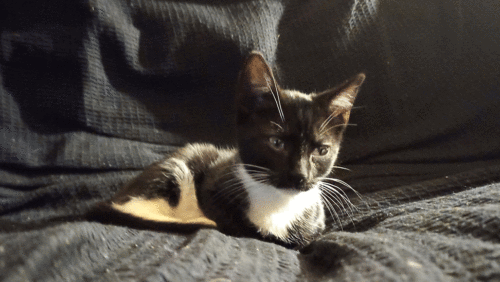 Felix Photos Feb 2021