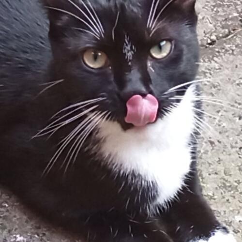 Nose lick